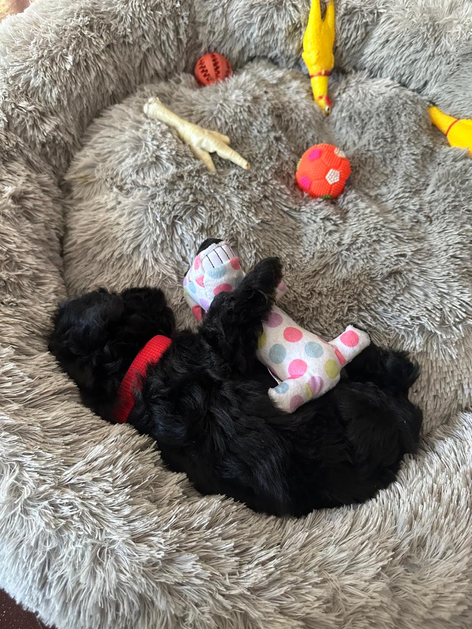 Bruno bebé en camita