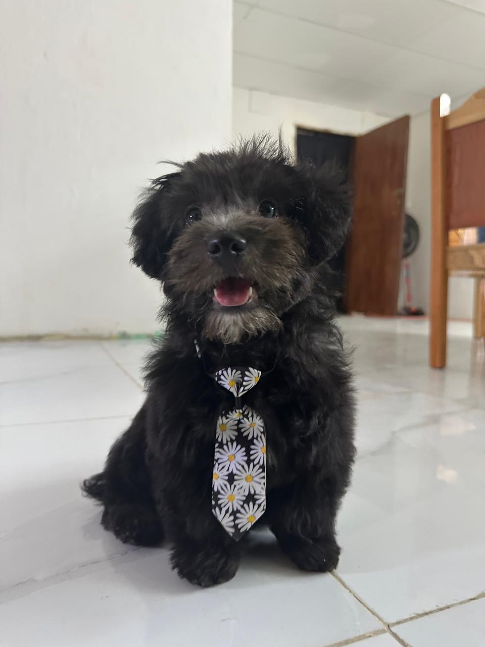 Bruno con corbata de margaritas