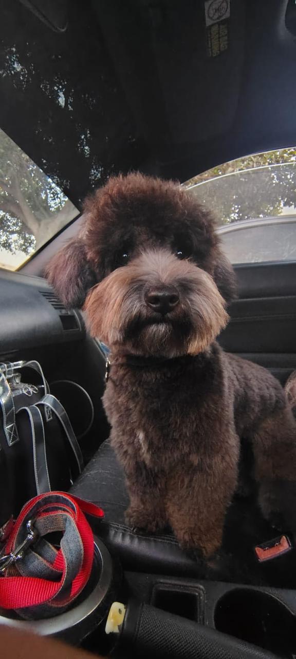 Brunis con su traje de marinerito