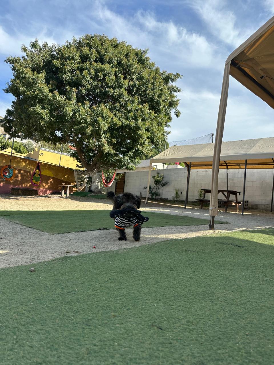 Bruno en Woof and Chill